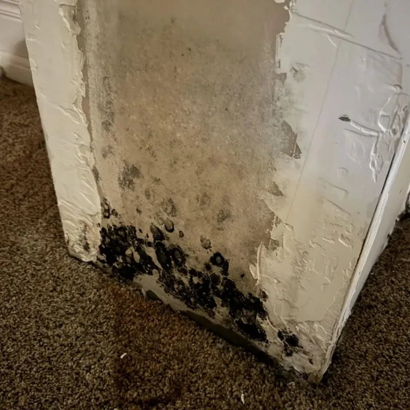 Professional Mold Removal in North Chicago, IL